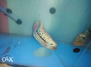 Good quality kamfa flowerhorn fish for sale