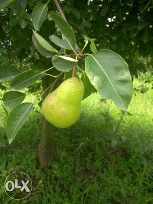 Green Pear