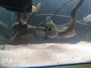 Green terror chichlid pair for sale
