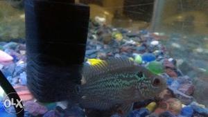 Head poped male 2inch magma flowerhorn for sale. You