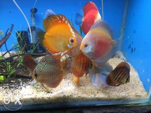 High quality discus for sale in chennai