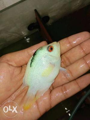 High quality flowerhorn females for sale in