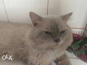 Himalayan Persian cat for sale age 1 2 months