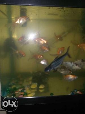 I have about 17 to 20 gold fish