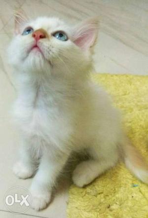I want to sale my Persian kitten 2 munth old blue