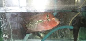 I want to sell my Flowerhorn fish in just 900