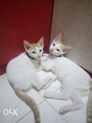 Immediately available! Two Arabian Mau kittens for adoption.