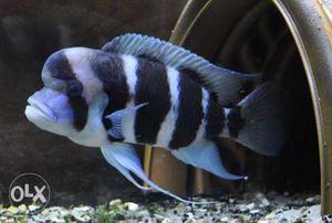 Imported Blue frontosa