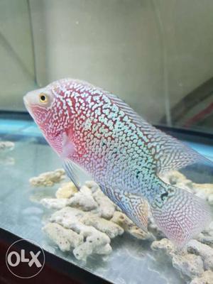 Imported Gene Kamfa Flowerhorn Fish