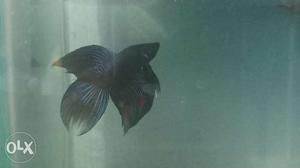 Imported dominator breed Betta fish for just 75