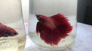 Imported halfmoon and fullmoon bettas available