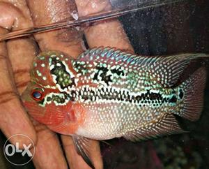 Imported pntb+pnp bloodline flowerhorn with ball