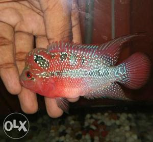 Imported srd flowerhorn with ball head and pearls