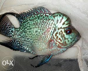 Kamfa malau (KML) FLOWERHORN FOR SALE 2.5