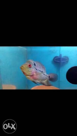 KamfaXsrd egg leyed female flowerhorn for sale