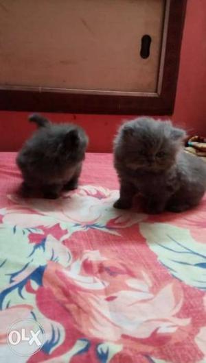 Kittens for sale