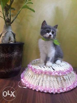 Long-haired Gray And White Kitten