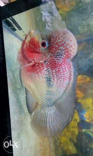 Male Pearl Flowehorn Cichlid