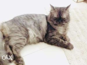 Male Persian cat available for mating (only punch