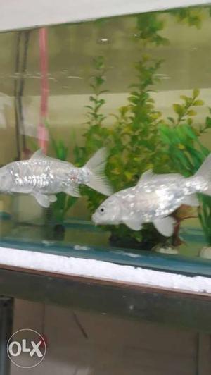 Milky carp fish pair 8 inches in size