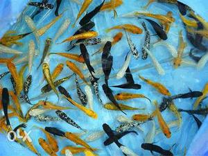 Molly fishes avlbl..black white orange per pc 8 perjodi 16