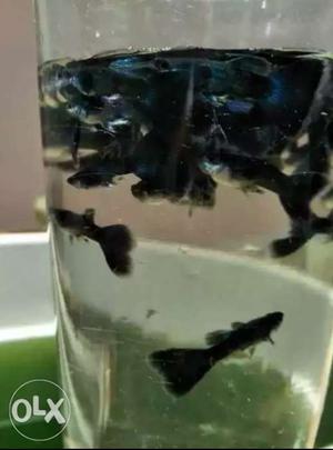 Moscow blue guppy for sale