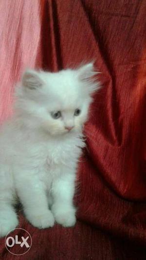 Mujhe persian cat female chahiye hai 1 ya 2