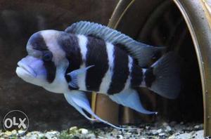Need Frontosa cichlids 2 or 3 inch size..anyone