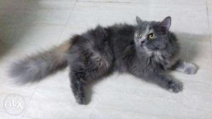 Need a male persian cat for mating