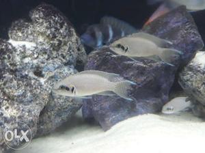 Neolamprologus brichardi (fairy cichlid) 1 pair