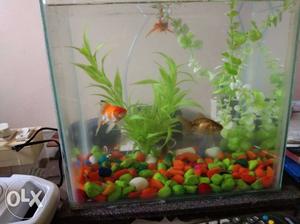 New aquarium for sale with plants and