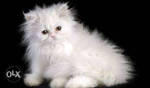New baby born Persian kitten for sale all colour