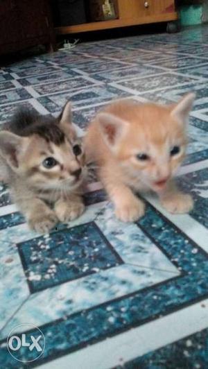 One month kittens available contact immediately