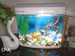 Only a month old aquarium all items with fish