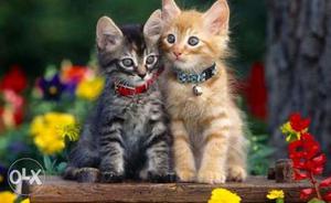 Orange And Silver Tabby Kittens