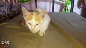 Orange And White Cat