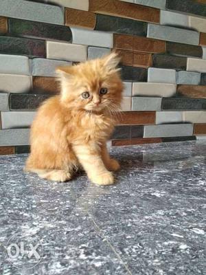 Orange Tabby Kitten Persian cat