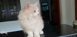Orange and white persian kitten male 3 month old