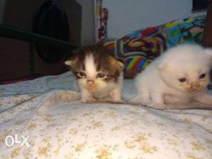 Orignal breed doll face Percian cat kitten male and female