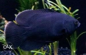 Oscar Fish Pair Size - 5 Inch +