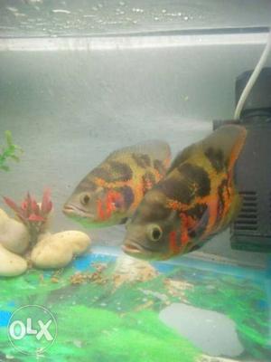 Oscar fish pair..5 to 6 inches size..approx