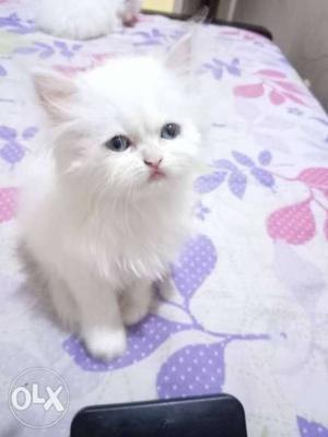 PERSIAN CAT Kitten Snowy white and Golden Brown.