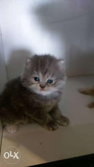 Persian 2months old