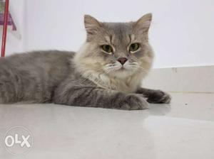 Persian Cat MALE for Mating Available