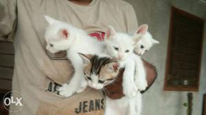 Persian White cat Kittens