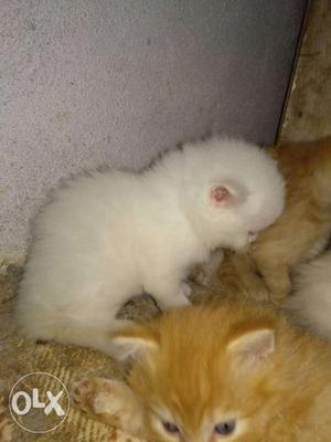 Persian cat doll face 1 month old Orange and