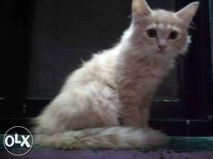 Persian cat female Kitten age 2.5 month old for