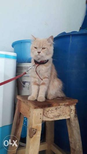 Persian cat for sale it's healthy and active,
