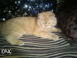 Persian cat kitten male 7 months old, very