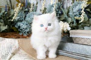 Persian cat kittens 50 days old male and female